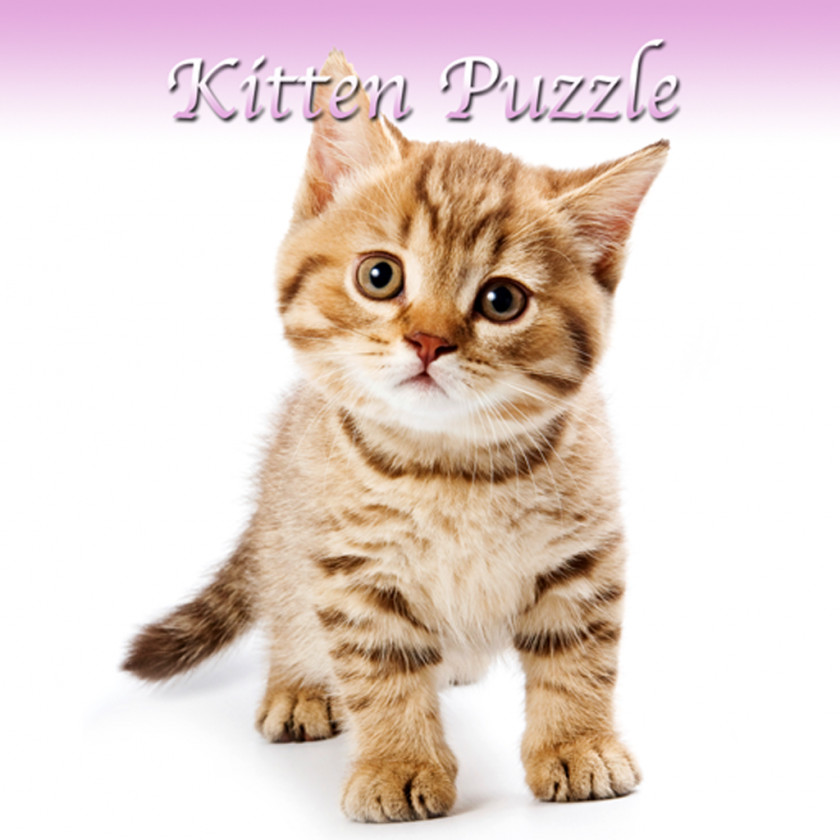 Cats Scottish Fold Persian Cat Kitten Pet Sitting Puppy PNG