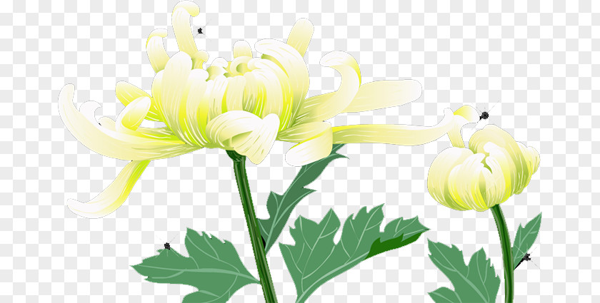 Chrysanthemum Floral Design Cut Flowers Yellow Plant Stem PNG