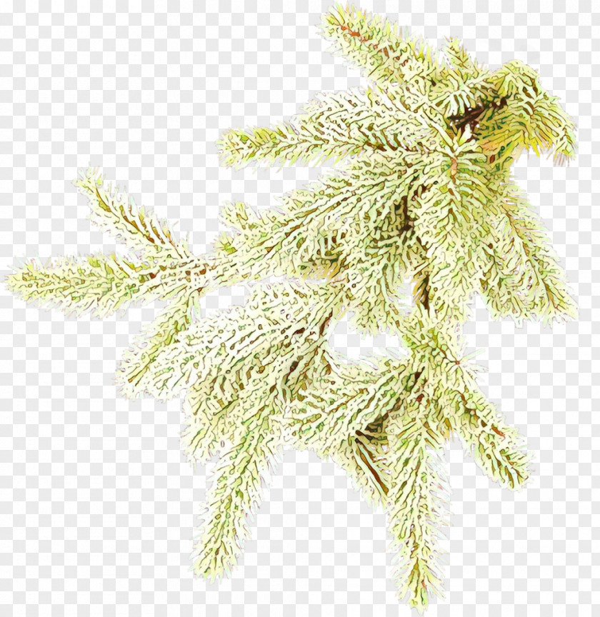Conifer Pine Family White Tree Plant Branch American Larch PNG