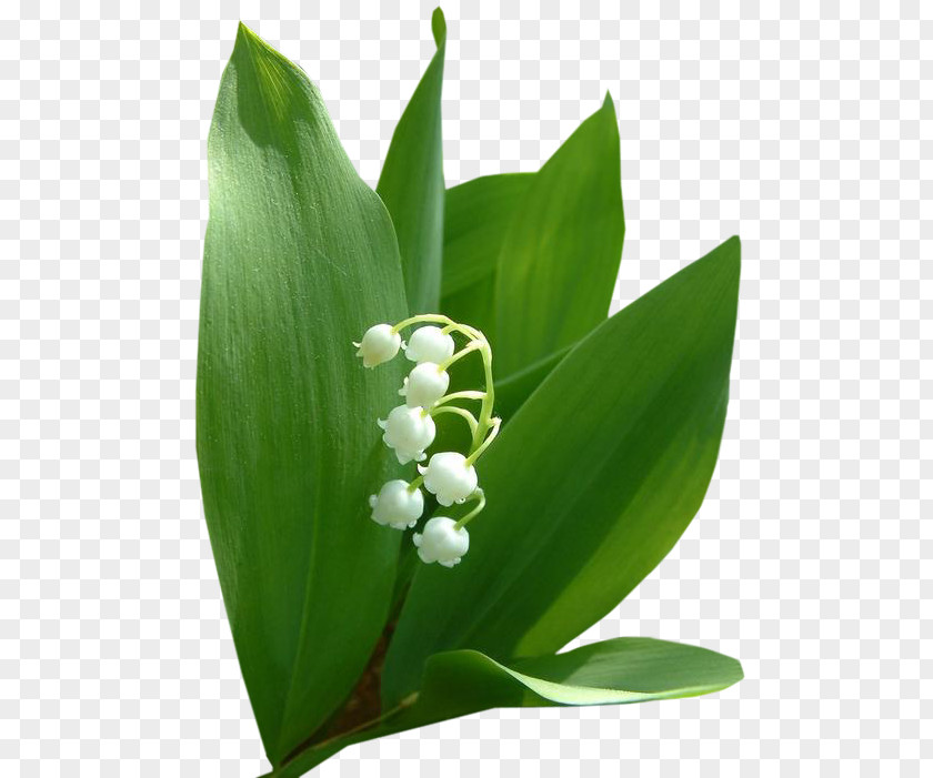 Lily Of The Valley Flower Bouquet Garden Roses Fleur Blanche PNG