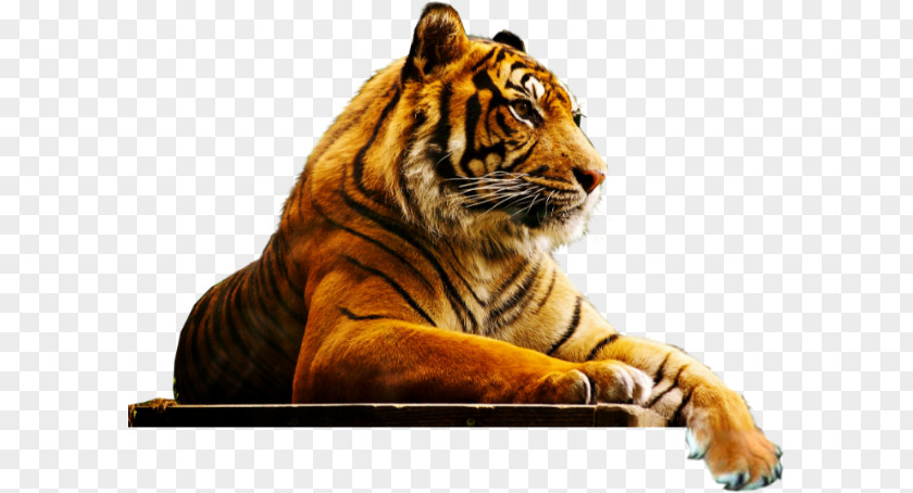 Tiger London Lion Cat Bengal Zoo PNG