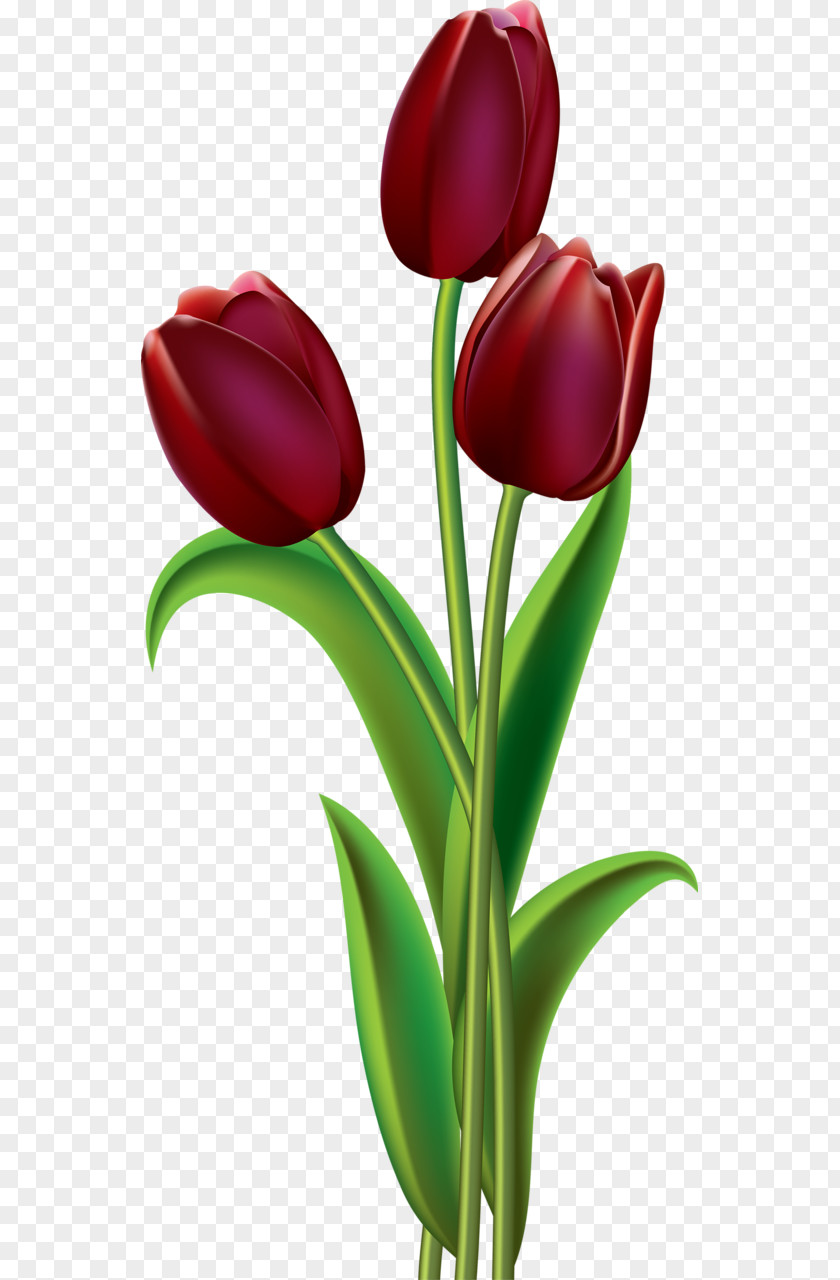 Tulip Clip Art Flower Image Openclipart PNG