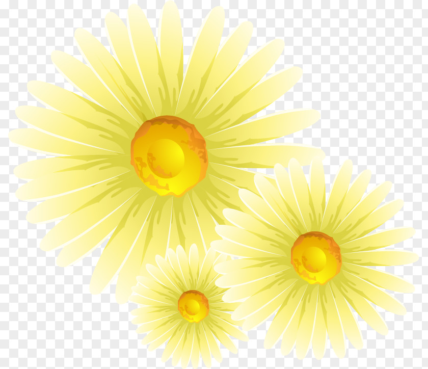 Chrysanthemum Common Daisy Flower PNG