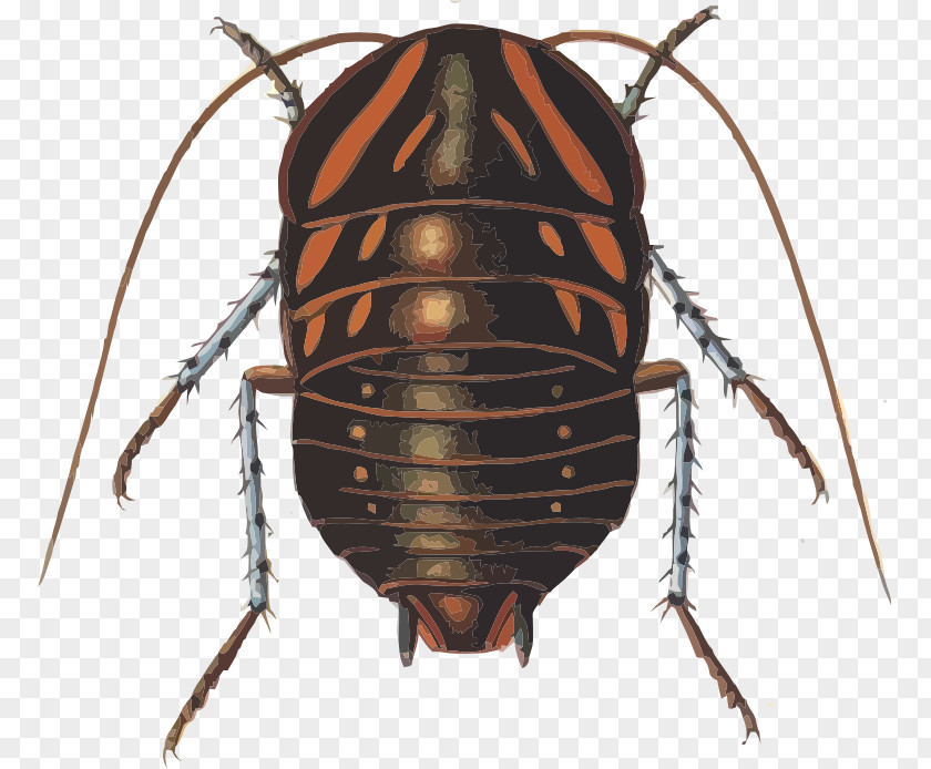 Cockroach Giant Cockroaches Beetle Polyzosteria Mitchelli PNG