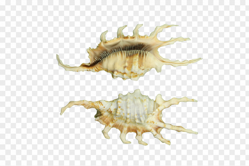 Conch Pecten Seashell Shells Collector Invertebrate PNG