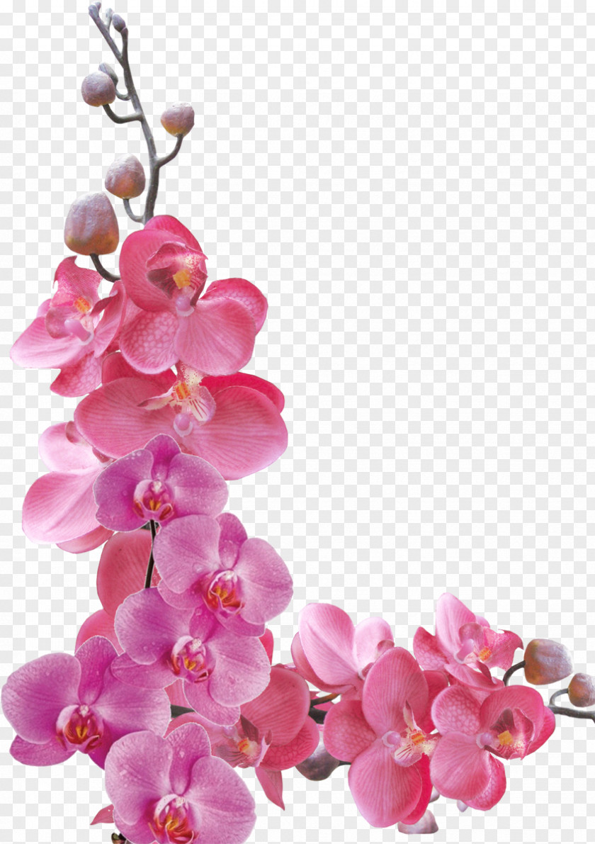 Orchid Flower Orchids Petal PNG