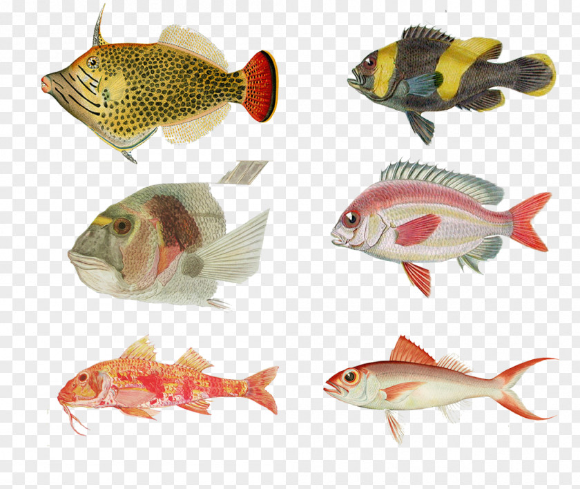 Profile Painted Fish Freshwater Fishing PNG