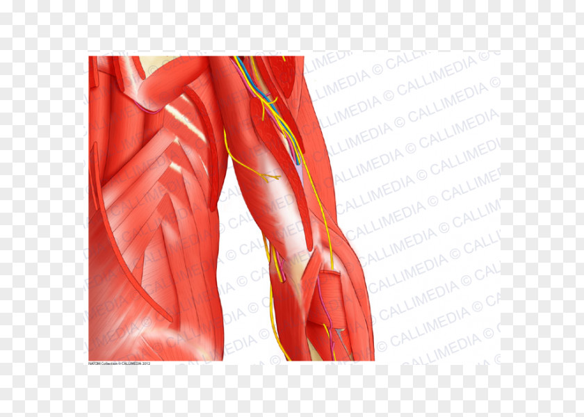 Arm Deltoid Muscle Shoulder Nerve PNG