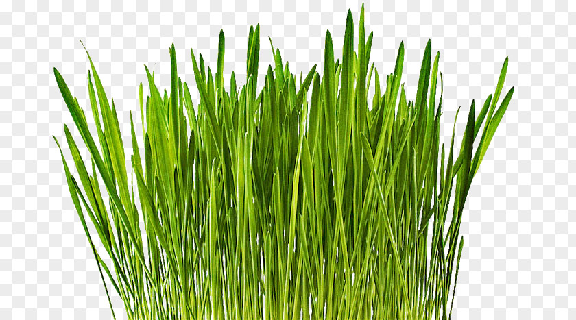 Barley Wheatgrass Cereal Vetiver Common Wheat PNG
