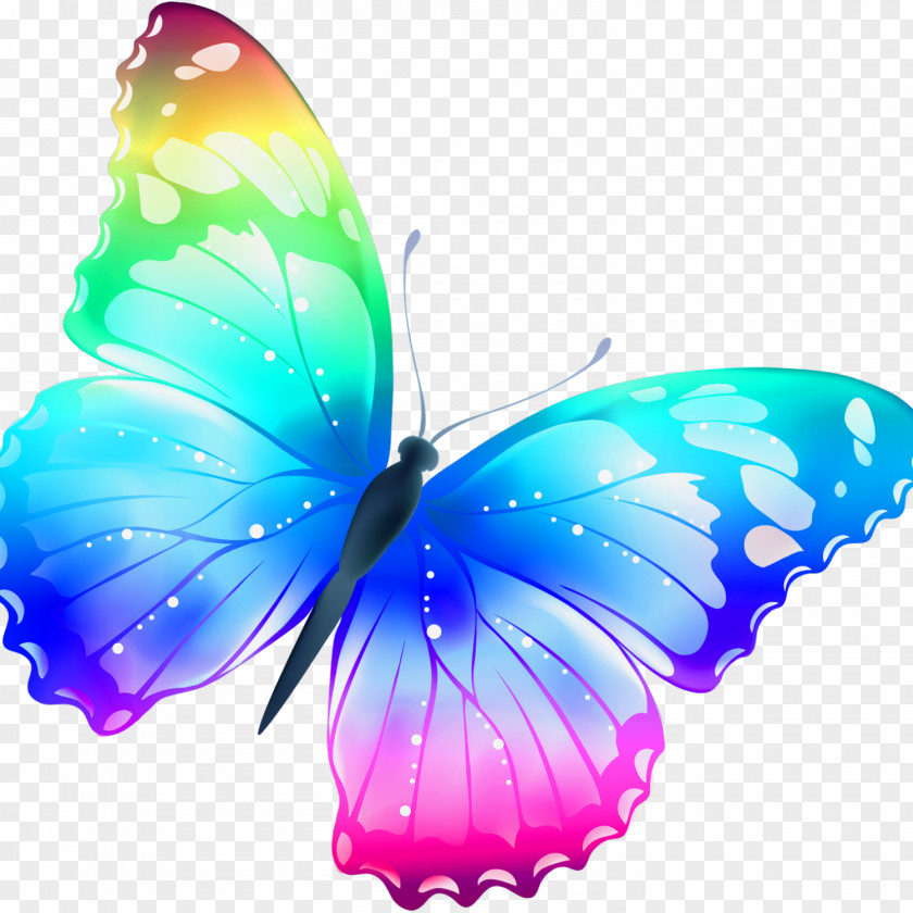 Buterfly Butterfly Color Clip Art PNG
