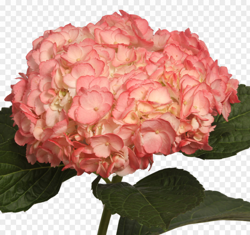 Centifolia Roses Garden Floribunda Hydrangea Pink PNG