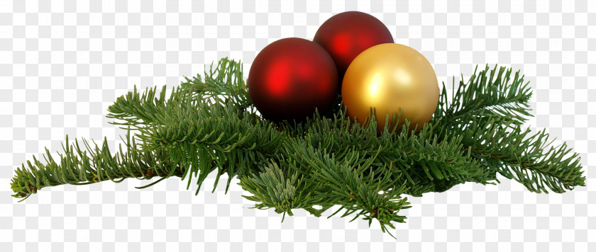 Christmas Branch Tree PNG
