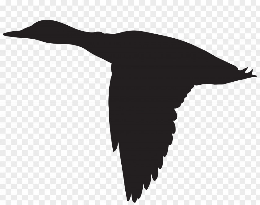 Duck Silhouette Cliparts Flight Goose Mallard Bird PNG