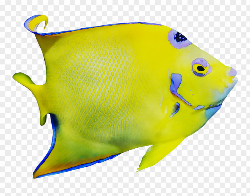 The ABCD Word Series Marine Biology My First Fishes PNG