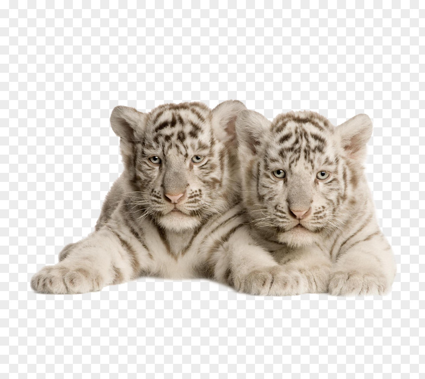 Tiger Bengal White Felidae Cat Wallpaper PNG