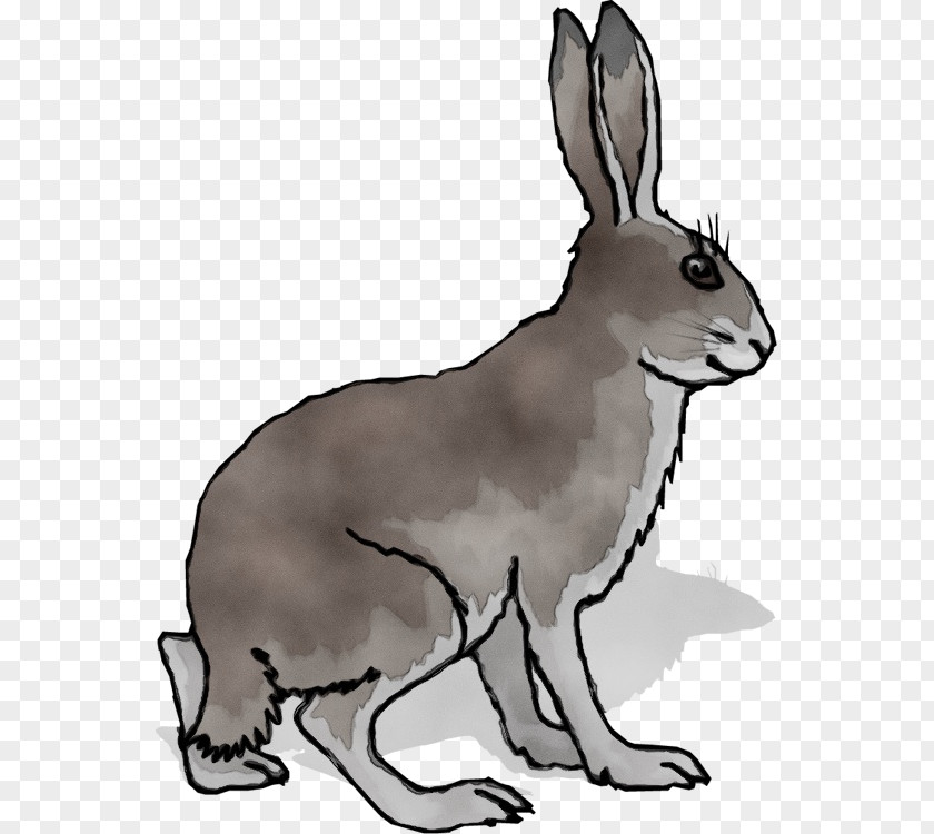 Animal Figure Audubons Cottontail Cartoon PNG