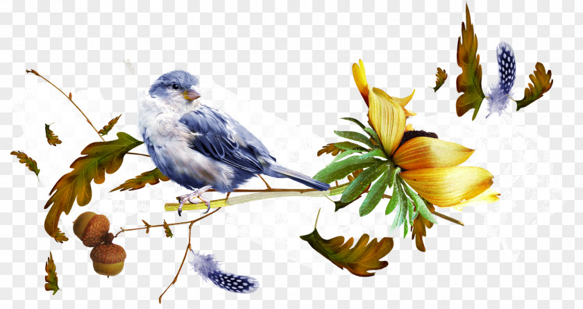 Birds Bird Clip Art PNG