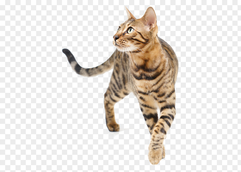 Dragon Li Bengal Cat American Shorthair Toyger European PNG