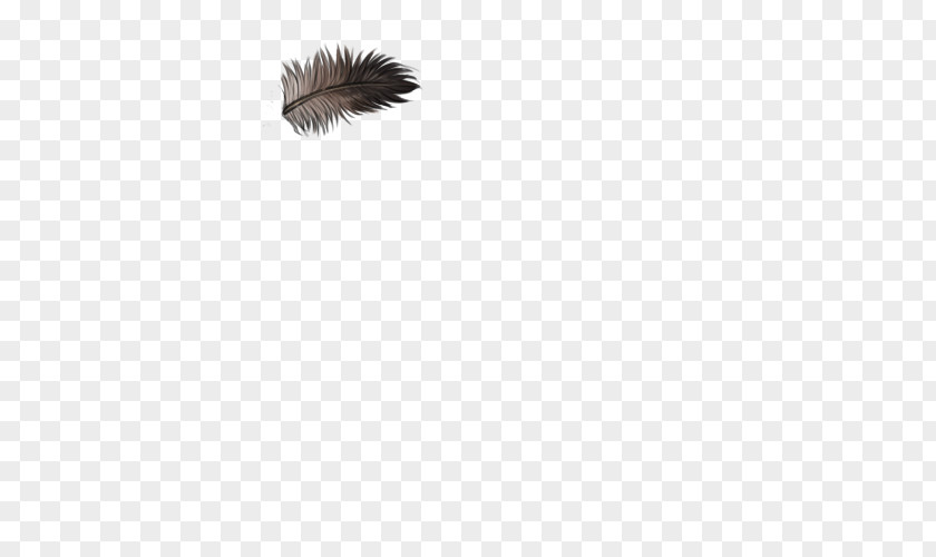 Ostrich Feather Fur Wing Tail Eyelash PNG