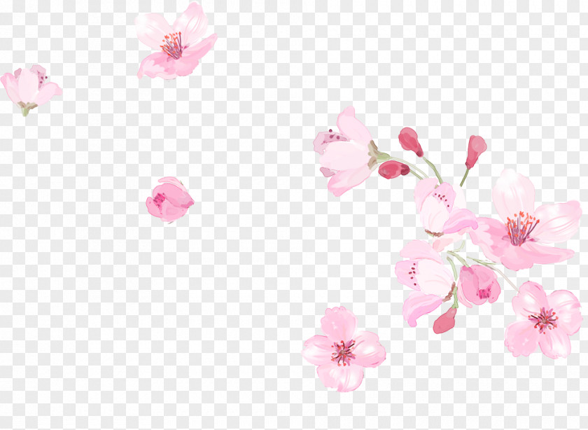 Small Fresh Pink Cherry Blossoms Blossom Clip Art PNG