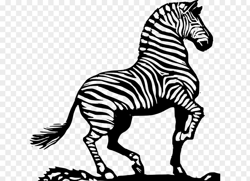 Zebra Download Clip Art PNG