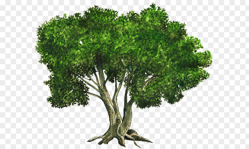 Arbol Tree Clip Art PNG