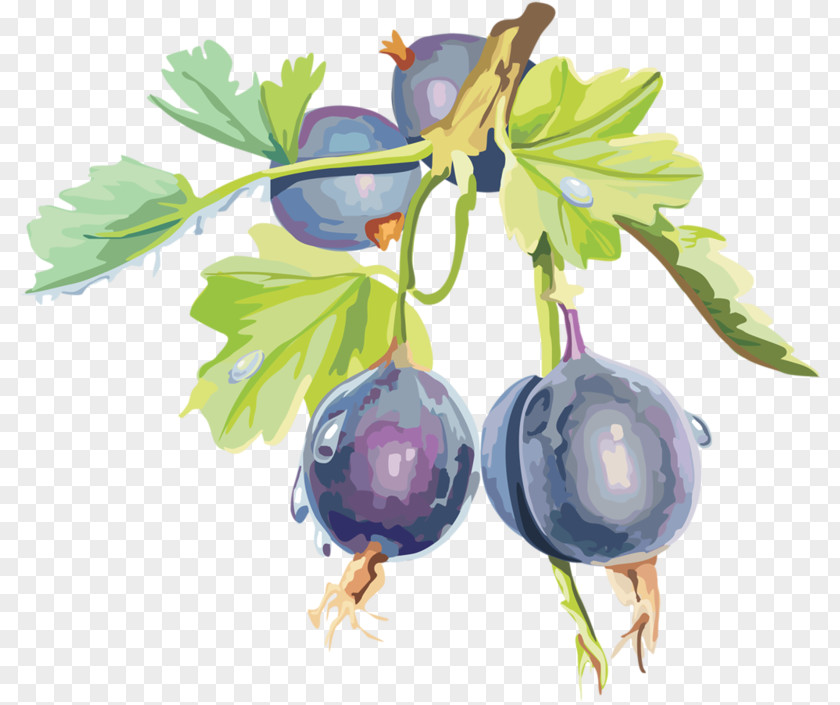 Blueberry Gooseberry Bilberry Blackcurrant Clip Art PNG