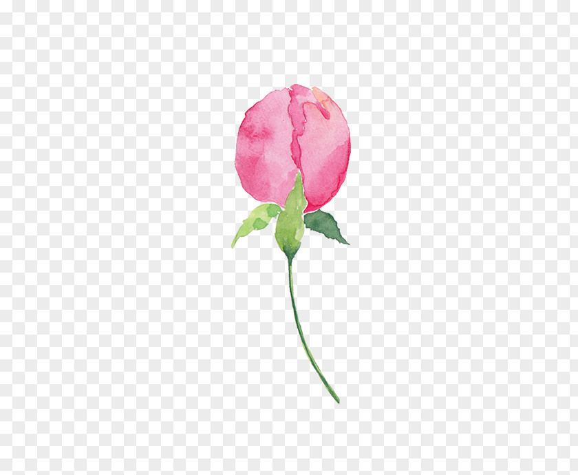 Garden Roses Cabbage Rose Petal Pink PNG
