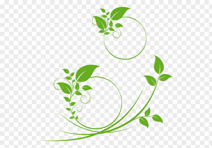 Rama Leaf Plant Stem PNG