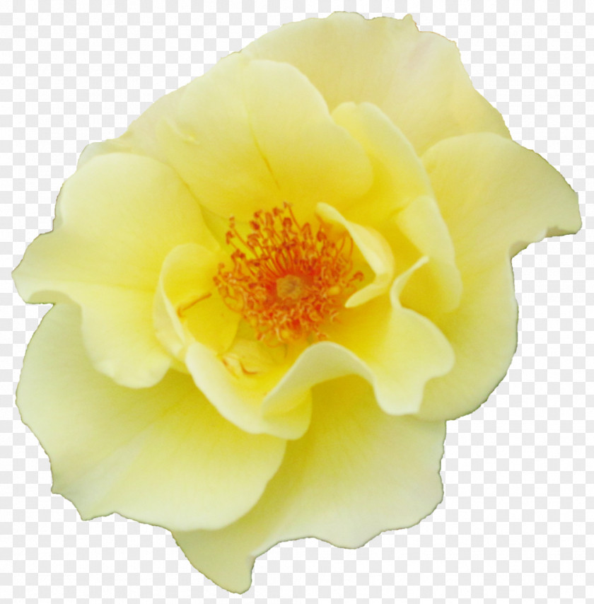 Rose Garden Roses Floribunda Petal PNG