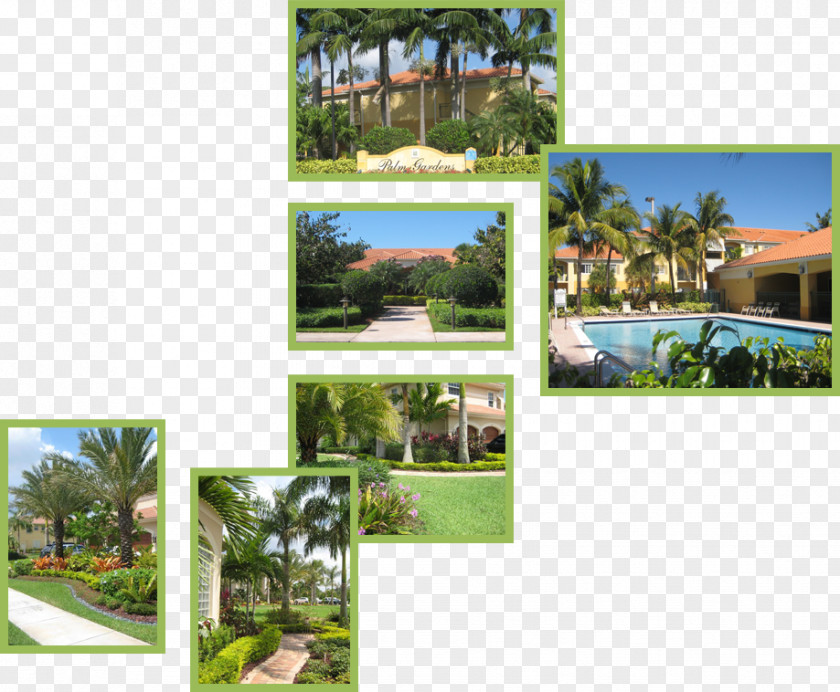 Arecaceae Property Estate Resort Meter PNG