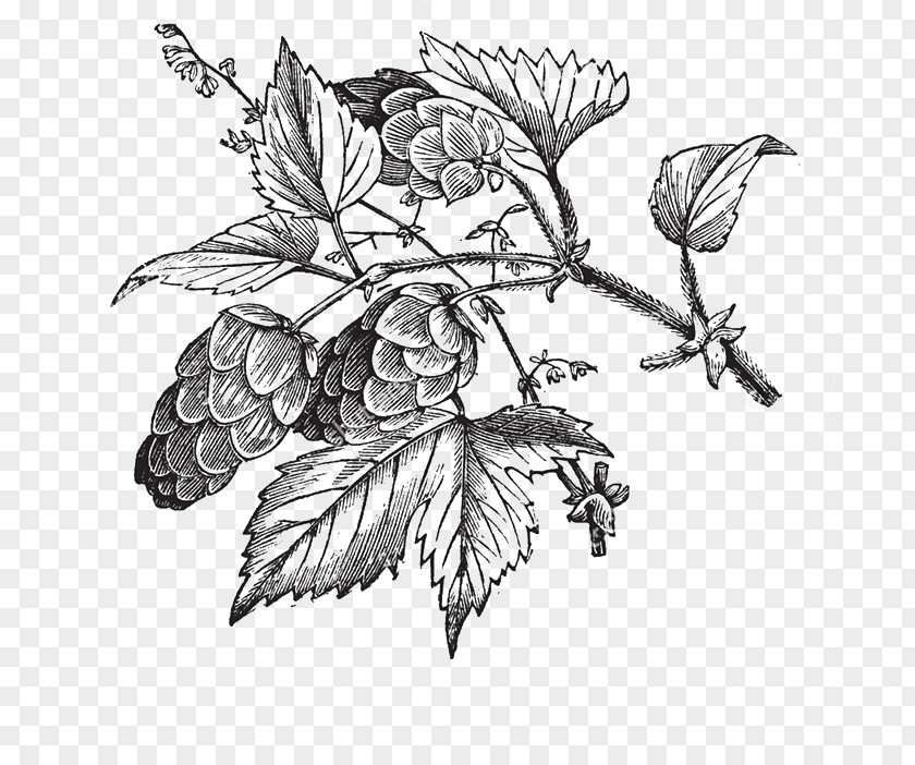 Beer Common Hop Hops PNG