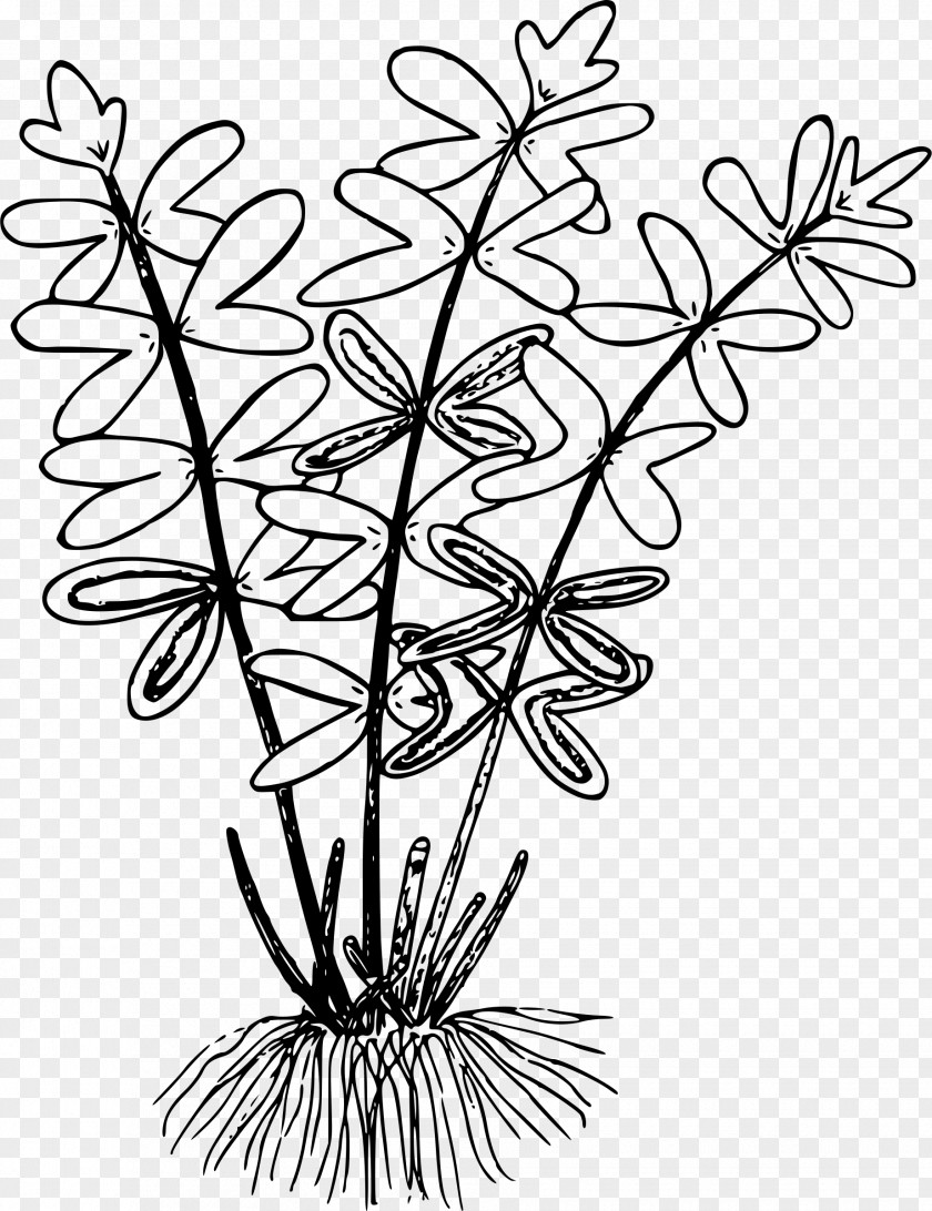 Fern Line Art Drawing Cliffbrake Clip PNG