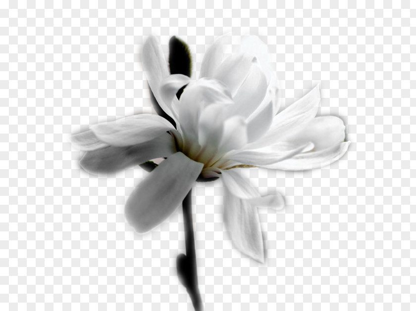 Flower White Desktop Wallpaper Petal Perfume PNG