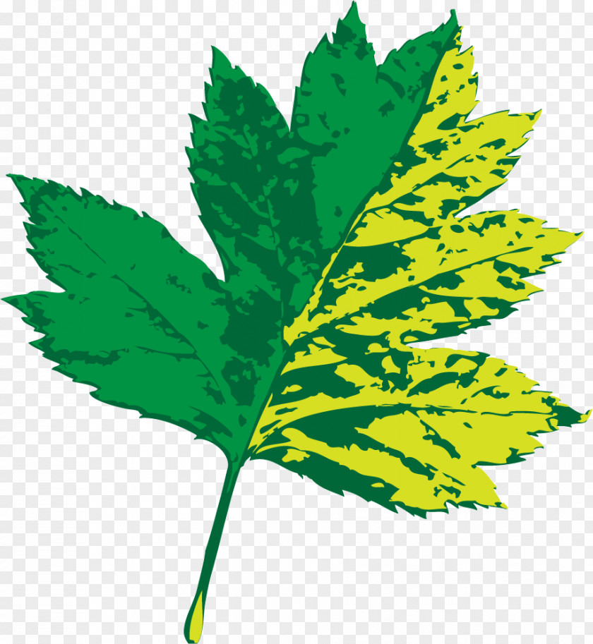 Leaf Plant Stem M-tree Line Tree PNG