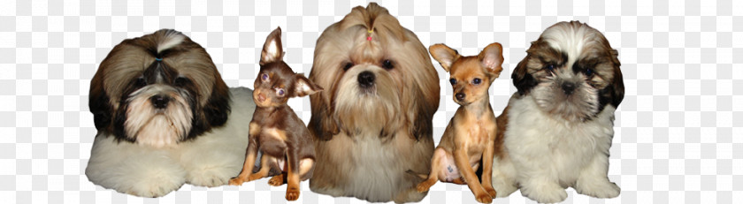 Poodle Dog Breed Shih Tzu Russkiy Toy Puppy PNG
