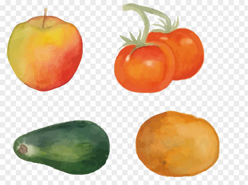Vector Vegetables And Fruits Tomato Vegetarian Cuisine Persimmon Food PNG