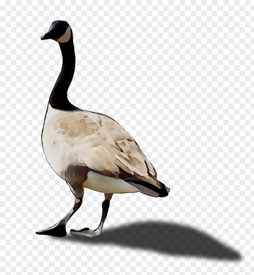 Duck Goose Fauna Feather Beak PNG