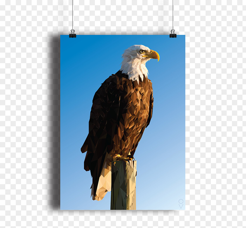 Eagle Bald Bird Hawk Low Poly PNG