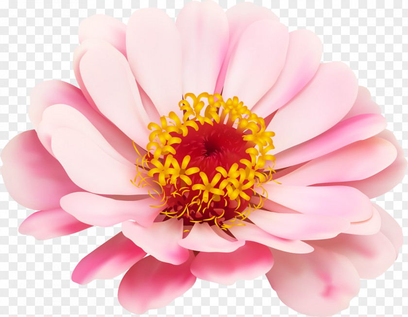 Flower Royalty-free Photography PNG
