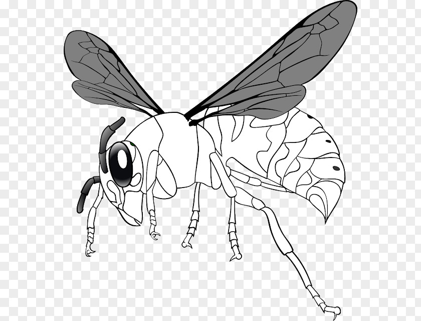 Insect Hornet Western Honey Bee Clip Art PNG