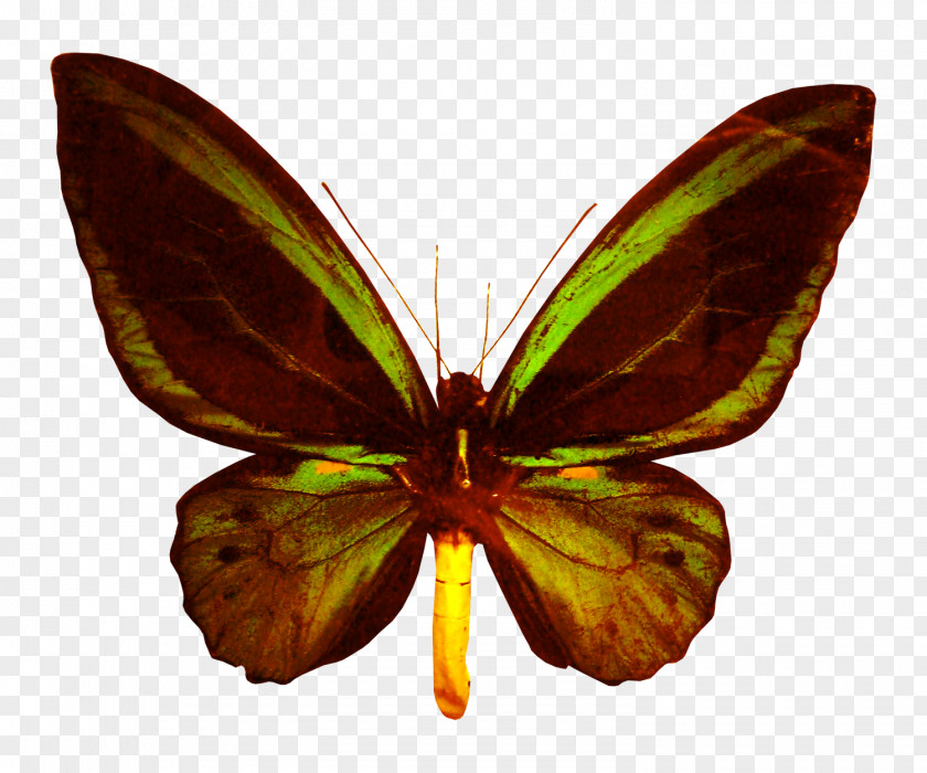 Beautiful Butterfly Lycaenidae Euclidean Vector PNG
