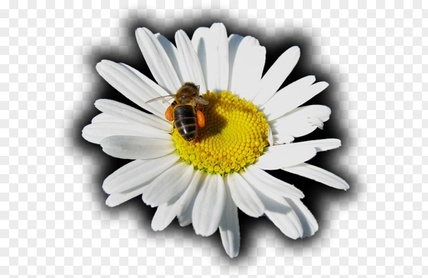 Girassol Honey Bee Oxeye Daisy Roman Chamomile Nectar Chrysanthemum PNG