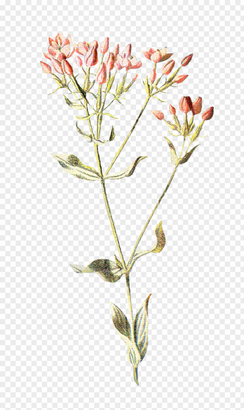 Pink Family Centaurium Drawing Of PNG
