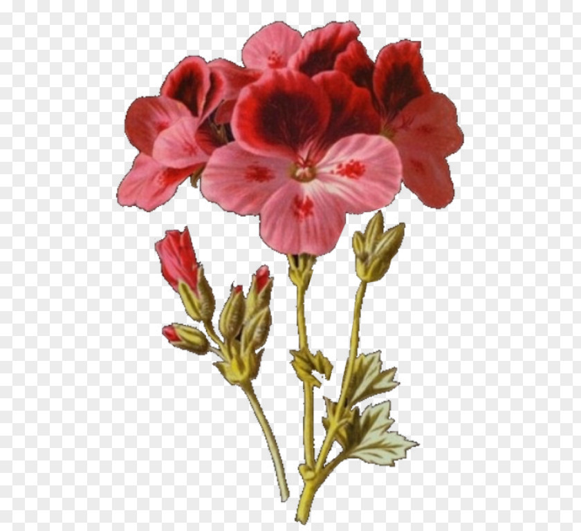 Violet Crane's-bill Studio Voltaire Toile Cut Flowers Annual Plant PNG