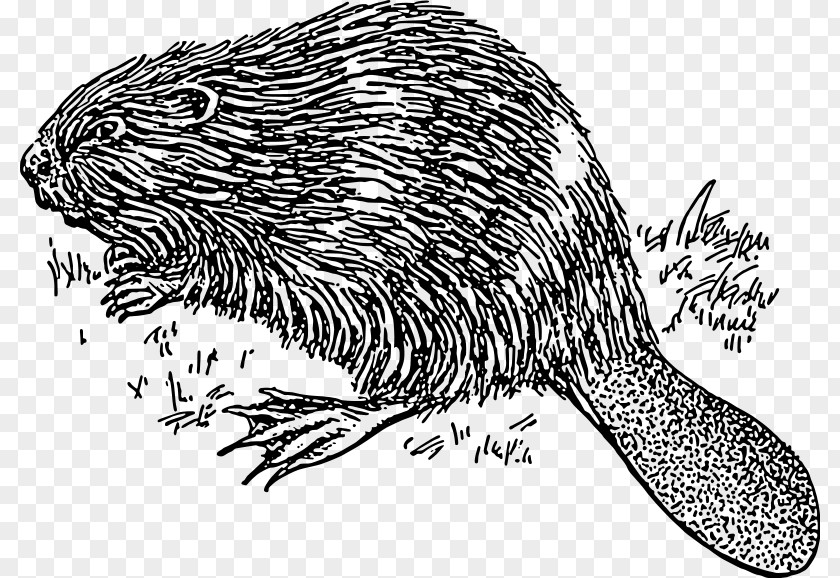 Beaver Clip Art PNG