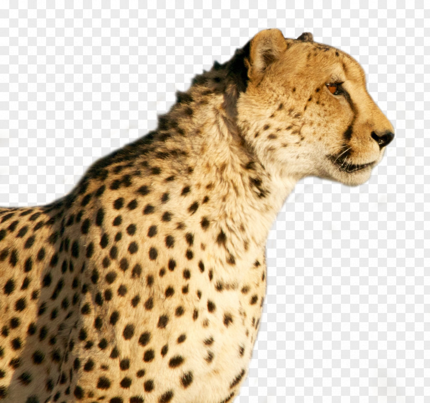 Cheetah Wildcat Tiger PNG