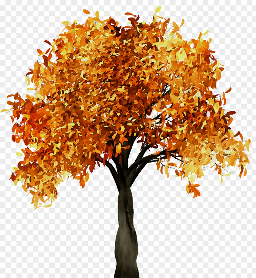 Fall Tree Branch Trunk PNG