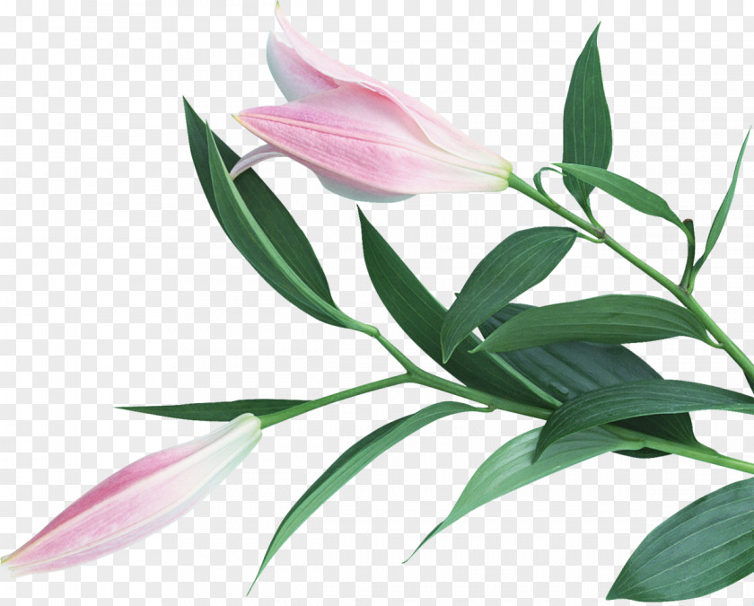 Lily Flower Photography Art PNG