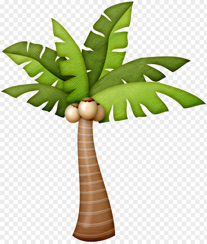 Palm Tree Arecaceae Drawing Art Photography PNG